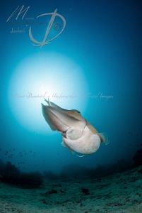 Cuttledance by Mona Dienhart 